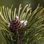 Pine flowering